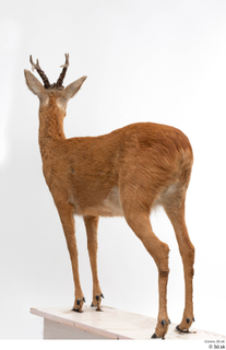 European roe deer whole body 0006.jpg